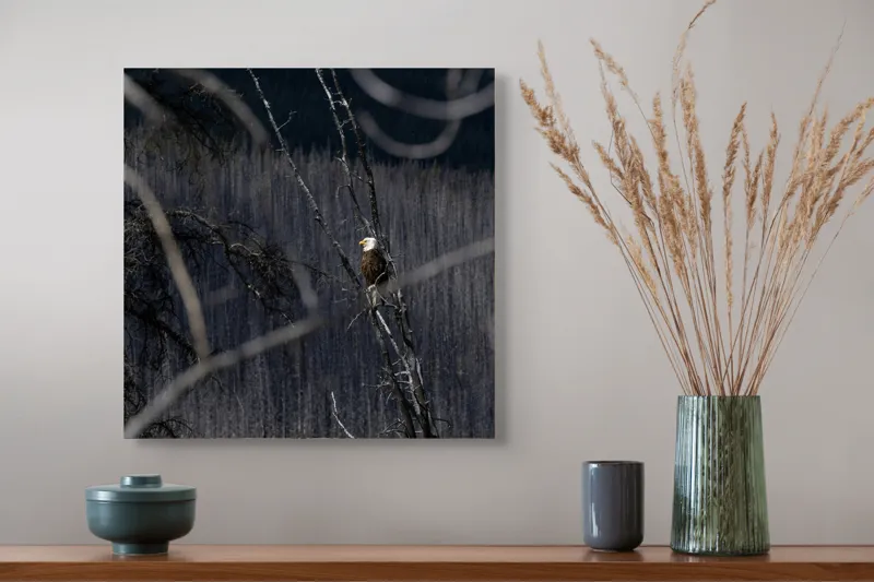 Tablou Canvas, "Vulturul stăpânind pădurea tăcută", Vultur, Ramură, Cer, Natură, Pădure, Vedere, Sălbăticie, Frumusețe, Singurătate, Impunător, 50 x 50 cm – poza 4