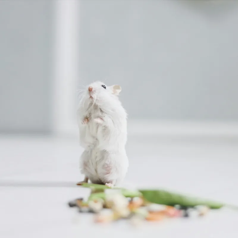 Tablou Canvas, "Un hamster explorând împrejurimile casei", Neștiind Cine Este, Mic, Blănos, Isteț, Curios, Delicat, Drăguț, Fragil, Alb, Șoricesc., 100 x 100 cm – poza 2