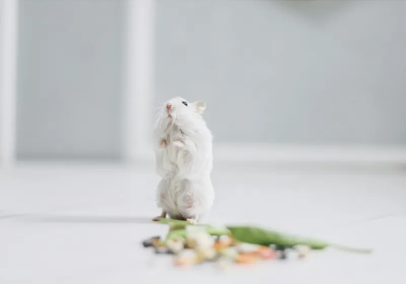 Tablou Canvas, "Un hamster explorând împrejurimile casei", Neștiind Cine Este, Mic, Blănos, Isteț, Curios, Delicat, Drăguț, Fragil, Alb, Șoricesc., 100 x 70 cm – poza 2