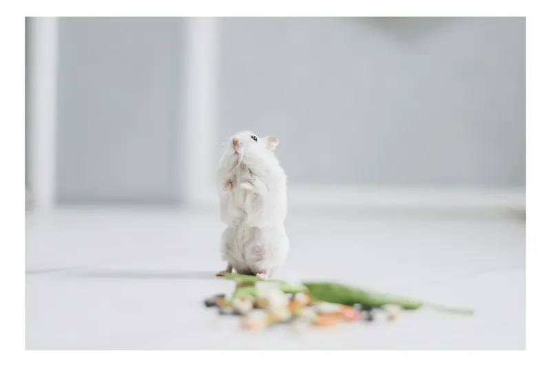 Tablou Canvas, "Un hamster explorând împrejurimile casei", Neștiind Cine Este, Mic, Blănos, Isteț, Curios, Delicat, Drăguț, Fragil, Alb, Șoricesc., 39 x 26 cm
