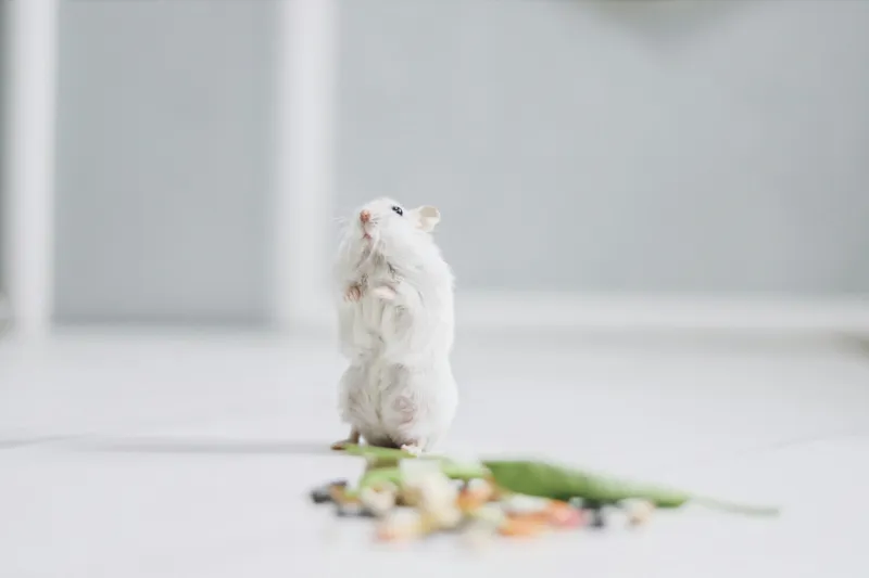 Tablou Canvas, "Un hamster explorând împrejurimile casei", Neștiind Cine Este, Mic, Blănos, Isteț, Curios, Delicat, Drăguț, Fragil, Alb, Șoricesc., 150 x 100 cm – poza 2