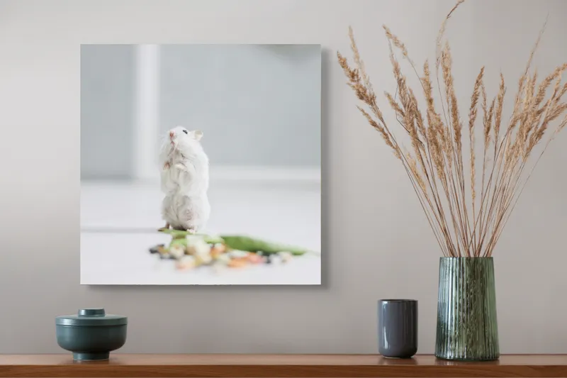 Tablou Canvas, "Un hamster explorând împrejurimile casei", Neștiind Cine Este, Mic, Blănos, Isteț, Curios, Delicat, Drăguț, Fragil, Alb, Șoricesc., 50 x 50 cm – poza 4