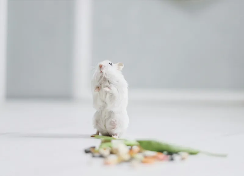 Tablou Canvas, "Un hamster explorând împrejurimile casei", Neștiind Cine Este, Mic, Blănos, Isteț, Curios, Delicat, Drăguț, Fragil, Alb, Șoricesc., 54 x 39 cm – poza 2