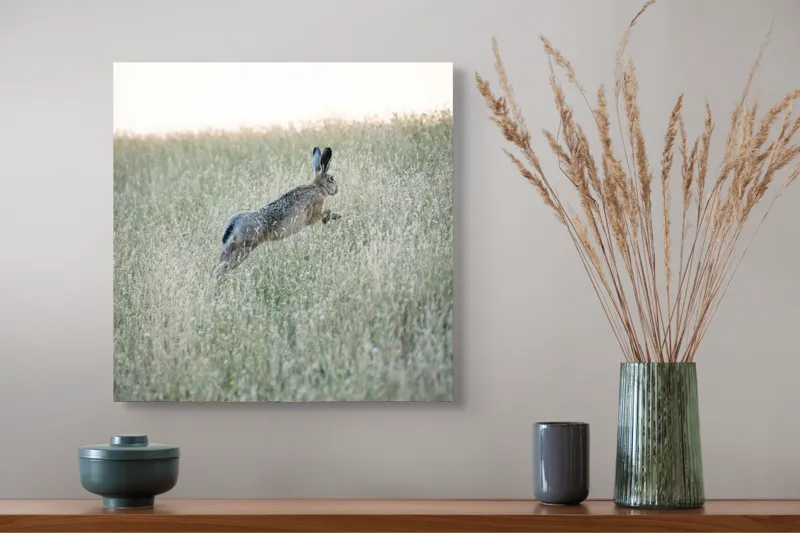 Tablou Canvas, "Iepure sărind prin iarba înaltă", Iepure, Săritor, Pajiște, Natură, Verde, Blană, Urechi, Lumină, Culoare, 50 x 50 cm – poza 4