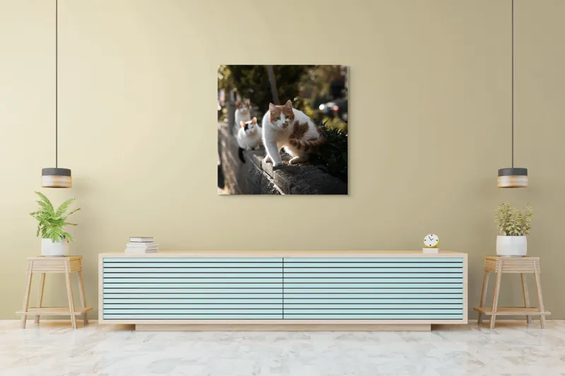 Tablou Canvas, "Trei pisici explorând gardul însorit", Pisici, Zid, Soare, Verdeață, Blăniță, Atenție, Agilitate, Stradă, 100 x 100 cm – poza 5