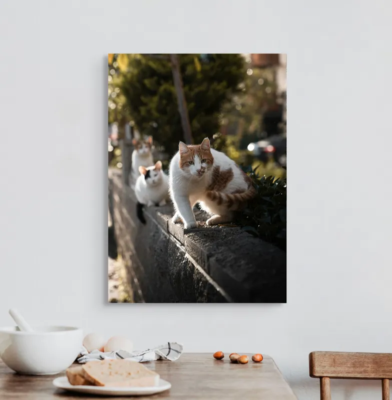 Tablou Canvas, "Trei pisici explorând gardul însorit", Pisici, Zid, Soare, Verdeață, Blăniță, Atenție, Agilitate, Stradă, 50 x 70 cm – poza 3