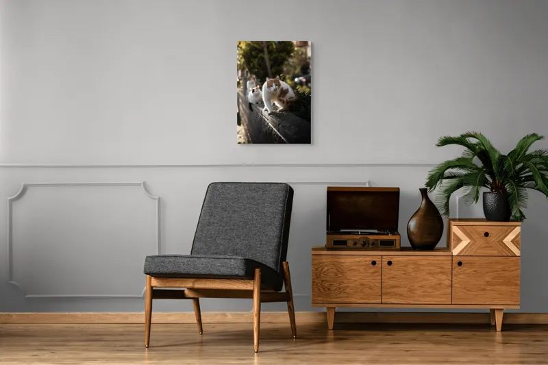 Tablou Canvas, "Trei pisici explorând gardul însorit", Pisici, Zid, Soare, Verdeață, Blăniță, Atenție, Agilitate, Stradă, 50 x 70 cm – poza 8