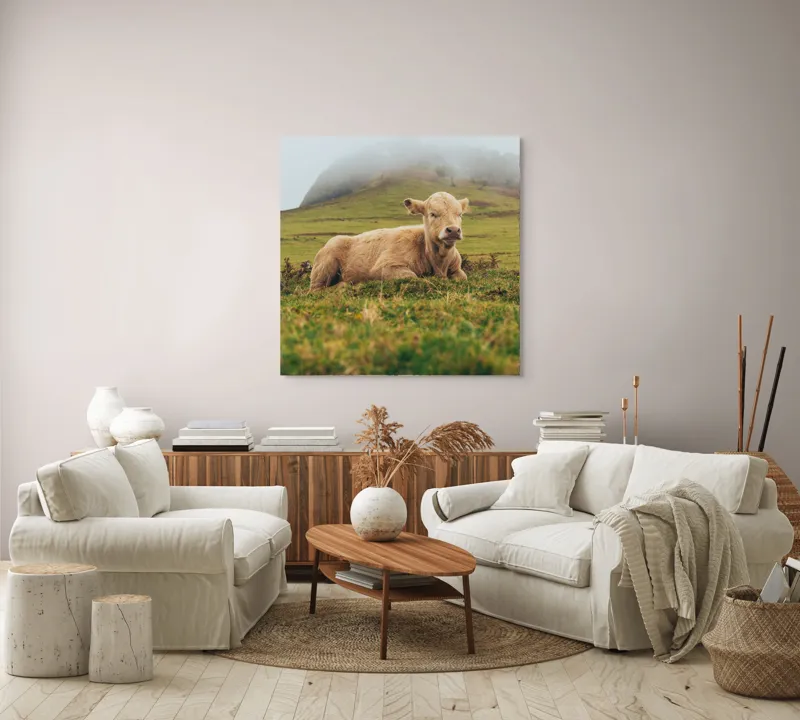 Tablou Canvas, "Vițel odihnindu-se pe câmp verde", Vacă, Câmpie, Ceață, Deal, Iarbă, Liniște, Natură, 100 x 100 cm – poza 3