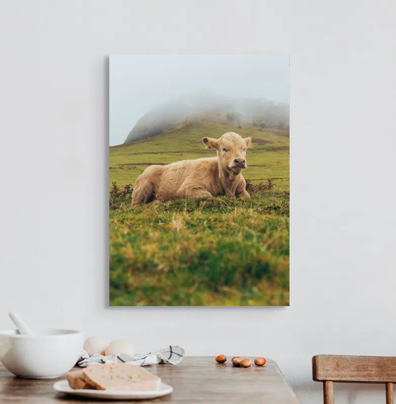 Tablou Canvas, "Vițel odihnindu-se pe câmp verde", Vacă, Câmpie, Ceață, Deal, Iarbă, Liniște, Natură, 50 x 70 cm – poza 3