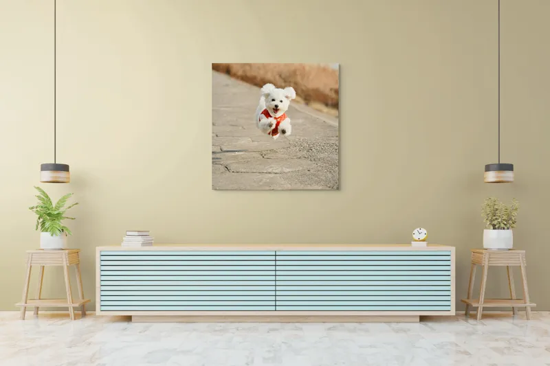 Tablou Canvas, "Zborul fericit al cățelului alb", Fluffy, Energetic, Joyful, Playful, Excited, Adorable, 100 x 100 cm – poza 5