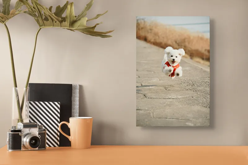 Tablou Canvas, "Zborul fericit al cățelului alb", Fluffy, Energetic, Joyful, Playful, Excited, Adorable, 26 x 39 cm – poza 3