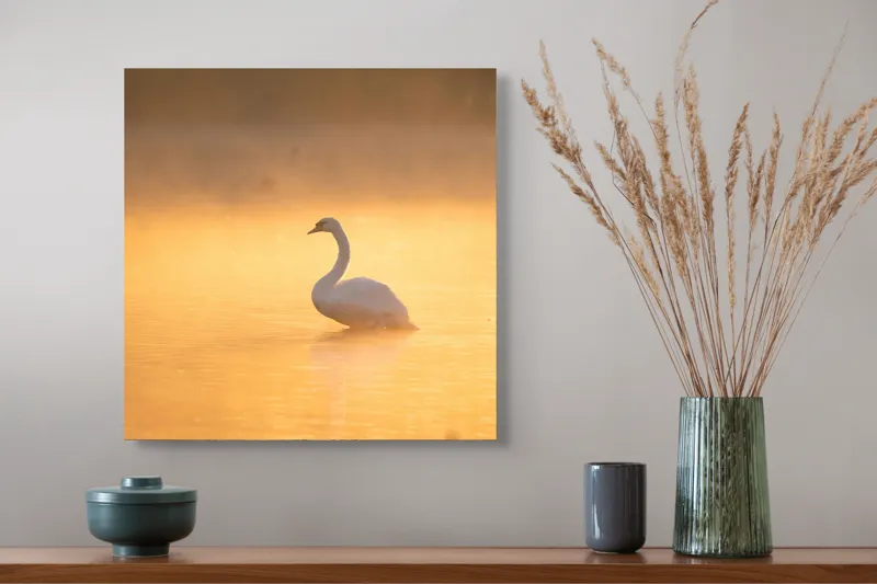 Tablou Canvas, "Lebăda în lumina dimineții aurii", Grație, Serenitate, Lumină, Reflecție, Răsărit, Apă, Siluetă, Ceață., 50 x 50 cm – poza 4