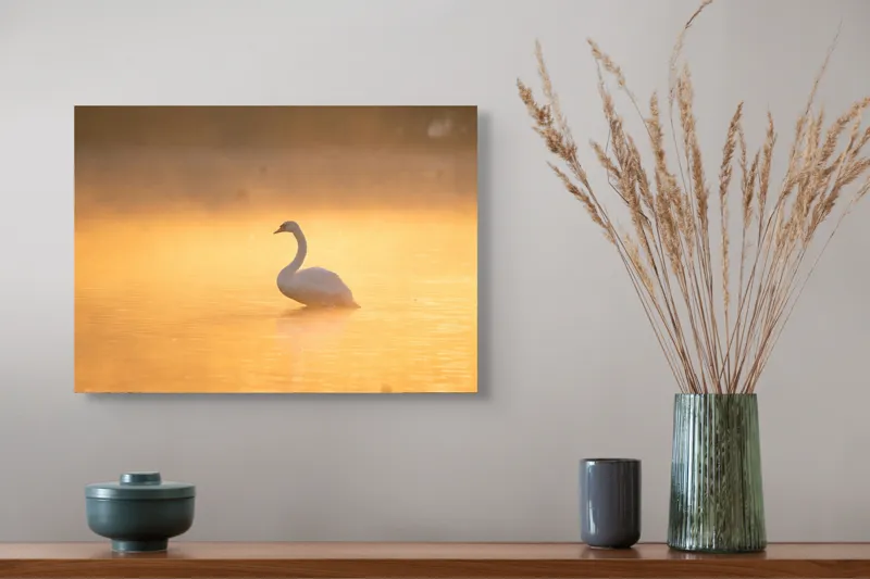Tablou Canvas, "Lebăda în lumina dimineții aurii", Grație, Serenitate, Lumină, Reflecție, Răsărit, Apă, Siluetă, Ceață., 54 x 39 cm – poza 4