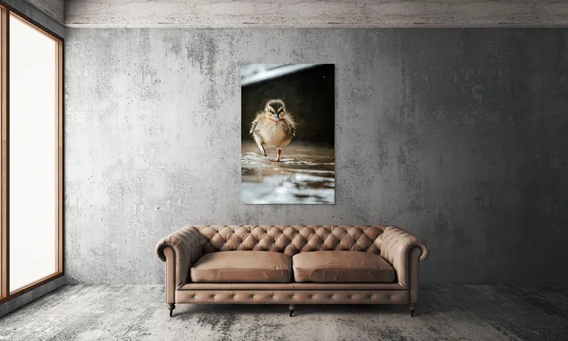 Tablou Canvas, "Rățușca pe drumul umed al vieții", Pui, Rață, Apă, Mers, Blană, Pene, Ochisori, Drăgălaș, Primăvară, Mic, Natură, Umede, Piciorușe, Reflecție, Sclipire, 100 x 150 cm – poza 6
