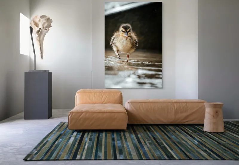 Tablou Canvas, "Rățușca pe drumul umed al vieții", Pui, Rață, Apă, Mers, Blană, Pene, Ochisori, Drăgălaș, Primăvară, Mic, Natură, Umede, Piciorușe, Reflecție, Sclipire, 100 x 150 cm – poza 7