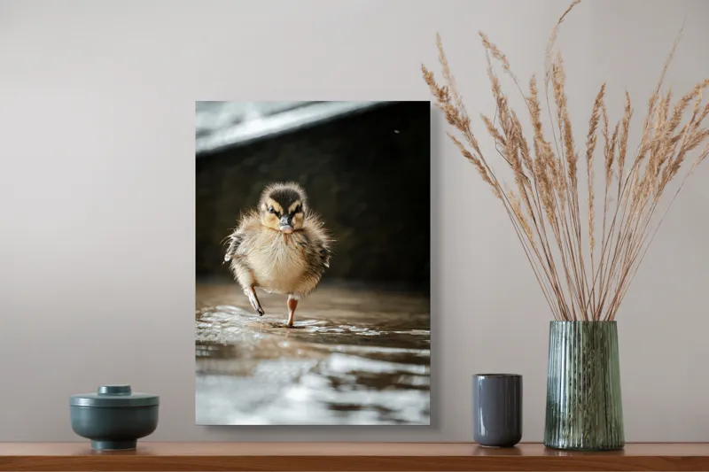 Tablou Canvas, "Rățușca pe drumul umed al vieții", Pui, Rață, Apă, Mers, Blană, Pene, Ochisori, Drăgălaș, Primăvară, Mic, Natură, Umede, Piciorușe, Reflecție, Sclipire, 39 x 54 cm – poza 3