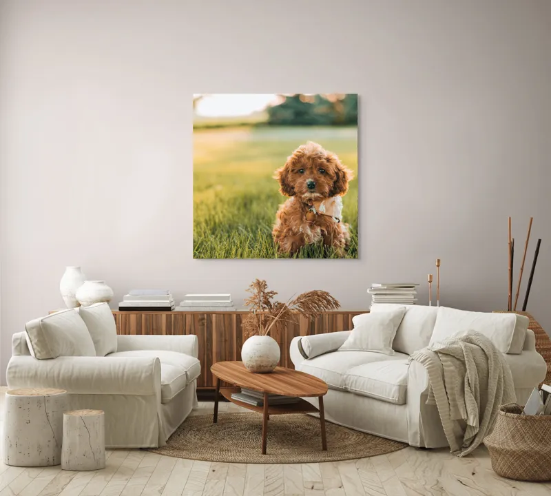 Tablou Canvas, "Pui de cățel în iarba deasă", Blănuri, Adorabil, Câmp, Apus, Relaxare, Prietenie, Natură, Jucăușenie, 100 x 100 cm – poza 3
