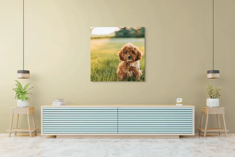 Tablou Canvas, "Pui de cățel în iarba deasă", Blănuri, Adorabil, Câmp, Apus, Relaxare, Prietenie, Natură, Jucăușenie, 100 x 100 cm – poza 5