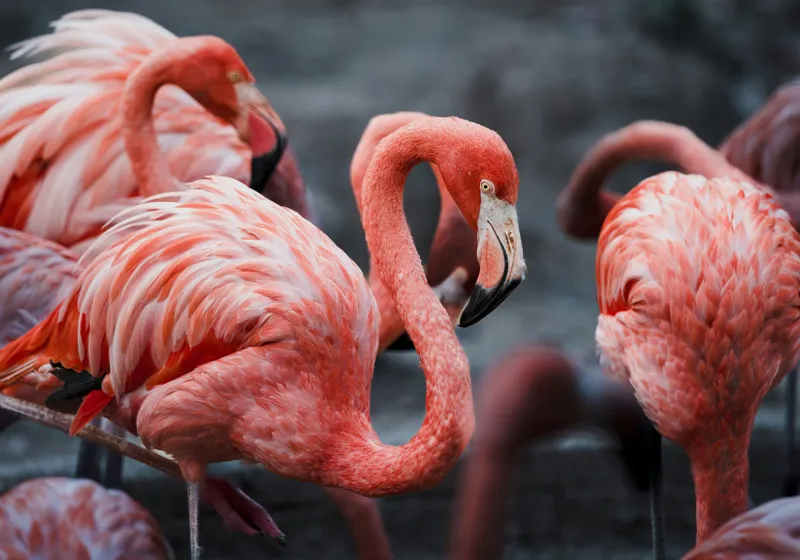 Tablou Canvas, "Flamingo grațiosi în dansul dimineții", Grație, Eleganță, Roz, Pene, Flamingo, Natură, Calm, Frumusețe, Armonie, Culoare, 100 x 70 cm – poza 2
