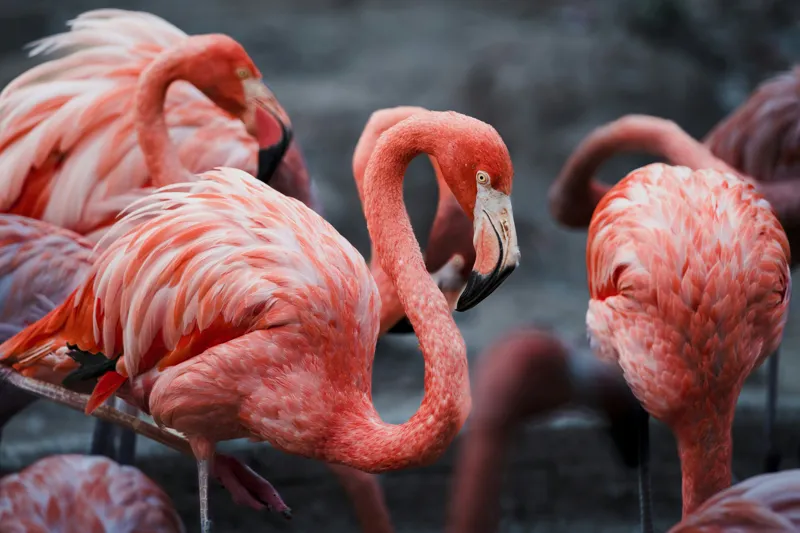 Tablou Canvas, "Flamingo grațiosi în dansul dimineții", Grație, Eleganță, Roz, Pene, Flamingo, Natură, Calm, Frumusețe, Armonie, Culoare, 39 x 26 cm – poza 2