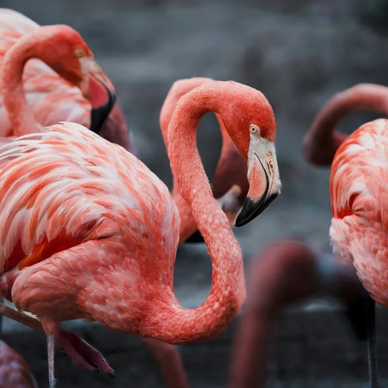 Tablou Canvas, "Flamingo grațiosi în dansul dimineții", Grație, Eleganță, Roz, Pene, Flamingo, Natură, Calm, Frumusețe, Armonie, Culoare, 50 x 50 cm – poza 2