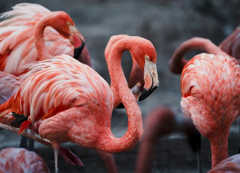 Tablou Canvas, "Flamingo grațiosi în dansul dimineții", Grație, Eleganță, Roz, Pene, Flamingo, Natură, Calm, Frumusețe, Armonie, Culoare, 54 x 39 cm – poza 2
