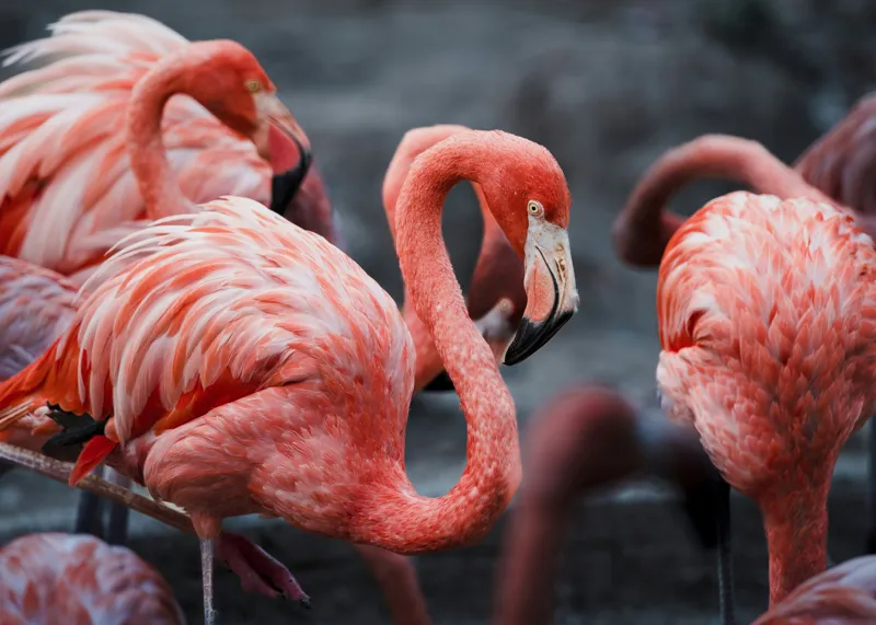 Tablou Canvas, "Flamingo grațiosi în dansul dimineții", Grație, Eleganță, Roz, Pene, Flamingo, Natură, Calm, Frumusețe, Armonie, Culoare, 70 x 50 cm – poza 2