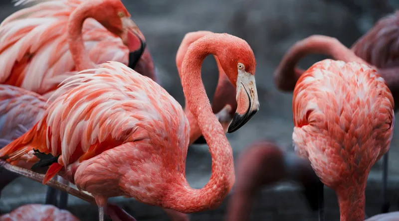 Tablou Canvas, "Flamingo grațiosi în dansul dimineții", Grație, Eleganță, Roz, Pene, Flamingo, Natură, Calm, Frumusețe, Armonie, Culoare, 90 x 50 cm – poza 2