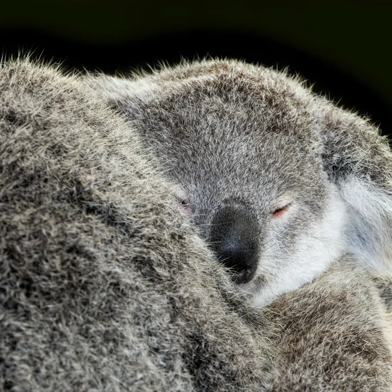 Tablou Canvas, "Visul liniștit al puiului de koala", Somn, Blândețe, Căldură, Blană, Koala, Liniște, Odihnă, 100 x 100 cm – poza 2