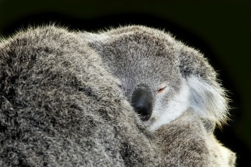 Tablou Canvas, "Visul liniștit al puiului de koala", Somn, Blândețe, Căldură, Blană, Koala, Liniște, Odihnă, 150 x 100 cm – poza 2