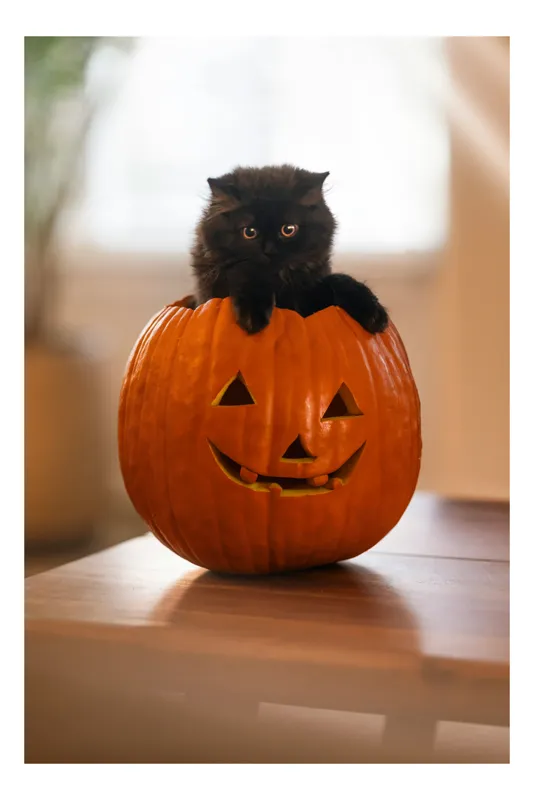 Tablou Canvas, "Pisoi curios într-un dovleac sculptat", Felina, Dovleac, Negru, Drăgălaș, Halloween, Lumină, Mobilier, Blană, Fereastră, Bucurie, 50 x 70 cm