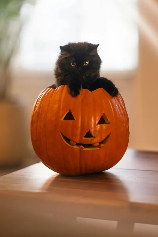 Tablou Canvas, "Pisoi curios într-un dovleac sculptat", Felina, Dovleac, Negru, Drăgălaș, Halloween, Lumină, Mobilier, Blană, Fereastră, Bucurie, 26 x 39 cm – poza 2