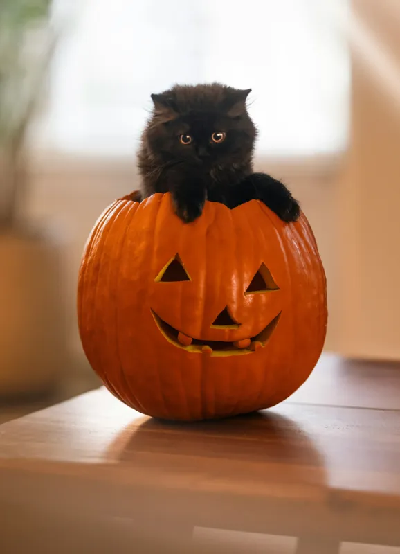 Tablou Canvas, "Pisoi curios într-un dovleac sculptat", Felina, Dovleac, Negru, Drăgălaș, Halloween, Lumină, Mobilier, Blană, Fereastră, Bucurie, 39 x 54 cm – poza 2