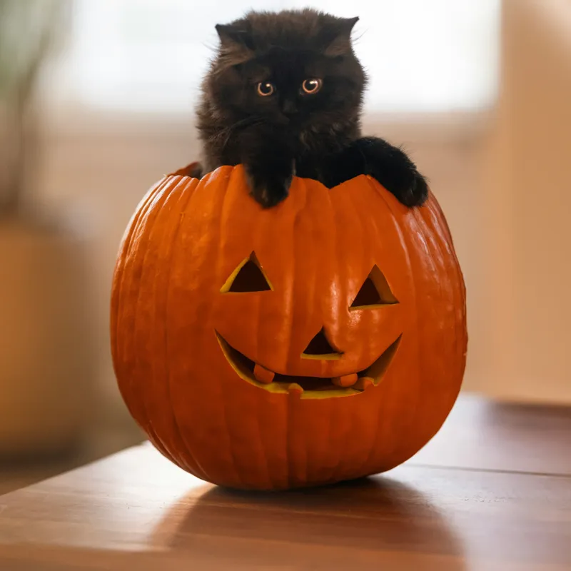 Tablou Canvas, "Pisoi curios într-un dovleac sculptat", Felina, Dovleac, Negru, Drăgălaș, Halloween, Lumină, Mobilier, Blană, Fereastră, Bucurie, 50 x 50 cm – poza 2