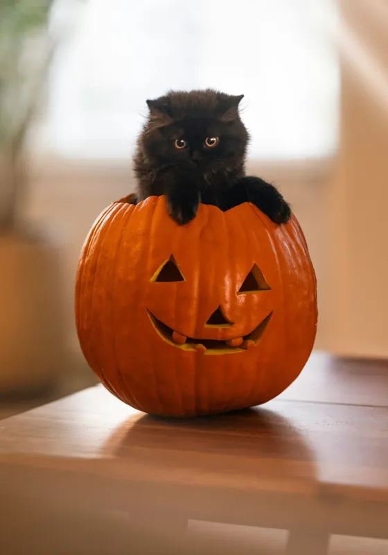 Tablou Canvas, "Pisoi curios într-un dovleac sculptat", Felina, Dovleac, Negru, Drăgălaș, Halloween, Lumină, Mobilier, Blană, Fereastră, Bucurie, 70 x 100 cm – poza 2