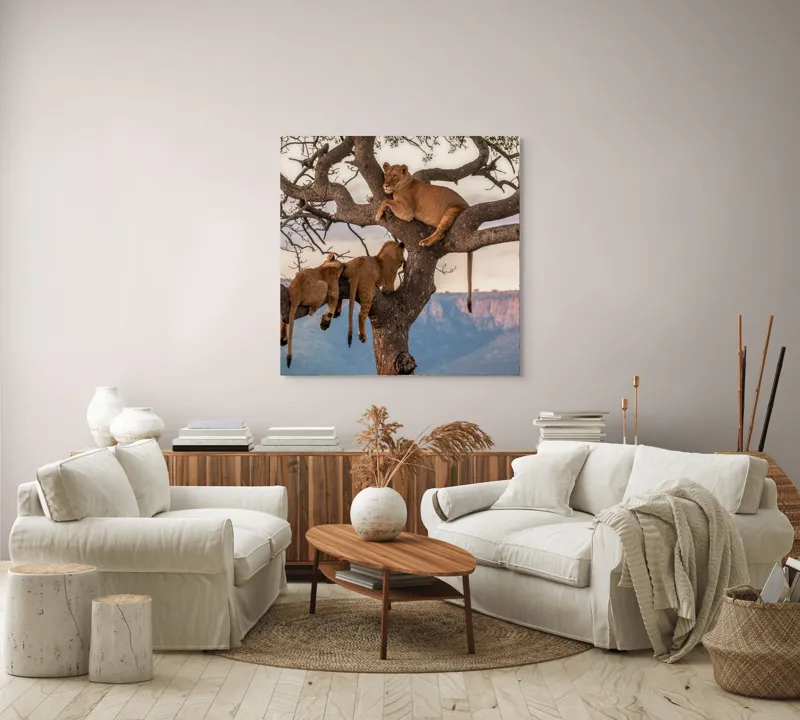 Tablou Canvas, "Leii odihnindu-se în copac african", Leu, Copaci, Odihnă, Peisaj, Natură, Colt, Savana, Relaxare, 100 x 100 cm – poza 3