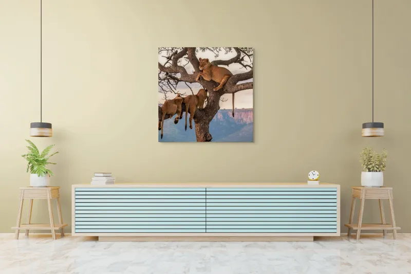Tablou Canvas, "Leii odihnindu-se în copac african", Leu, Copaci, Odihnă, Peisaj, Natură, Colt, Savana, Relaxare, 100 x 100 cm – poza 5