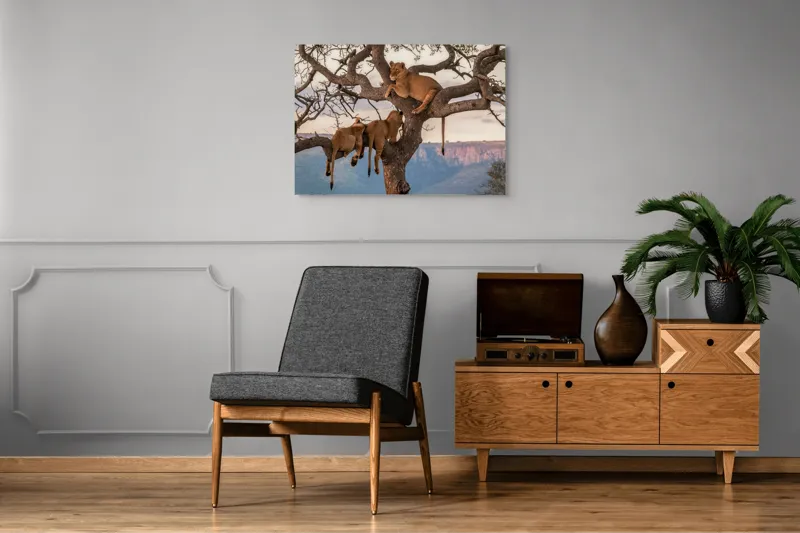Tablou Canvas, "Leii odihnindu-se în copac african", Leu, Copaci, Odihnă, Peisaj, Natură, Colt, Savana, Relaxare, 100 x 70 cm – poza 8
