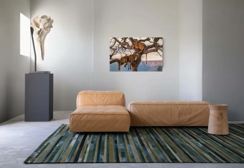 Tablou Canvas, "Leii odihnindu-se în copac african", Leu, Copaci, Odihnă, Peisaj, Natură, Colt, Savana, Relaxare, 90 x 50 cm – poza 8