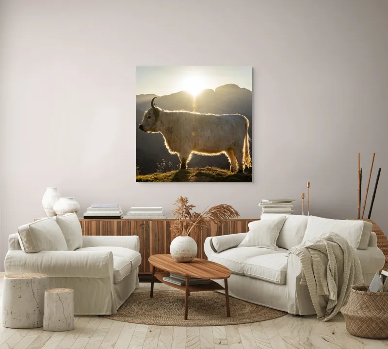 Tablou Canvas, "Yak în lumina dimineții de munte", Yak, Siluetă, Munți, Apus, Lumină, Natură, Blană, Peisaj, Tranquilitate, 100 x 100 cm – poza 3
