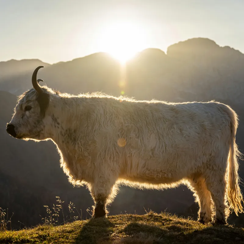 Tablou Canvas, "Yak în lumina dimineții de munte", Yak, Siluetă, Munți, Apus, Lumină, Natură, Blană, Peisaj, Tranquilitate, 100 x 100 cm – poza 2