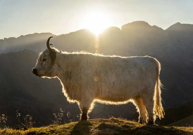 Tablou Canvas, "Yak în lumina dimineții de munte", Yak, Siluetă, Munți, Apus, Lumină, Natură, Blană, Peisaj, Tranquilitate, 100 x 70 cm – poza 2