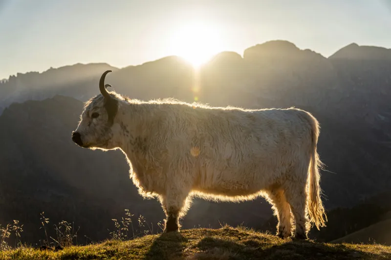 Tablou Canvas, "Yak în lumina dimineții de munte", Yak, Siluetă, Munți, Apus, Lumină, Natură, Blană, Peisaj, Tranquilitate, 39 x 26 cm – poza 2