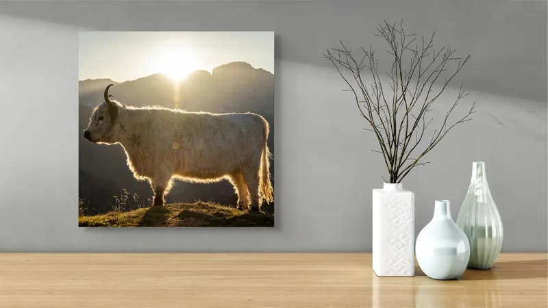 Tablou Canvas, "Yak în lumina dimineții de munte", Yak, Siluetă, Munți, Apus, Lumină, Natură, Blană, Peisaj, Tranquilitate, 50 x 50 cm – poza 3