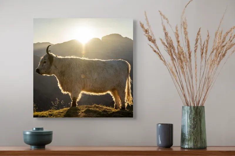 Tablou Canvas, "Yak în lumina dimineții de munte", Yak, Siluetă, Munți, Apus, Lumină, Natură, Blană, Peisaj, Tranquilitate, 50 x 50 cm – poza 4
