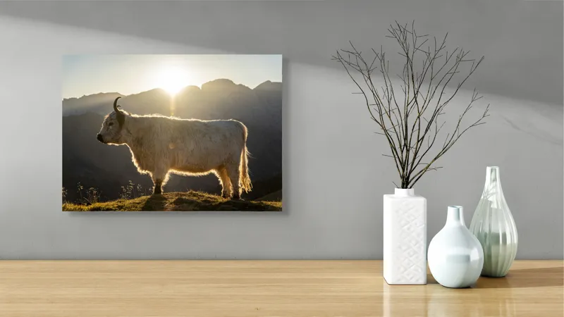Tablou Canvas, "Yak în lumina dimineții de munte", Yak, Siluetă, Munți, Apus, Lumină, Natură, Blană, Peisaj, Tranquilitate, 54 x 39 cm – poza 3