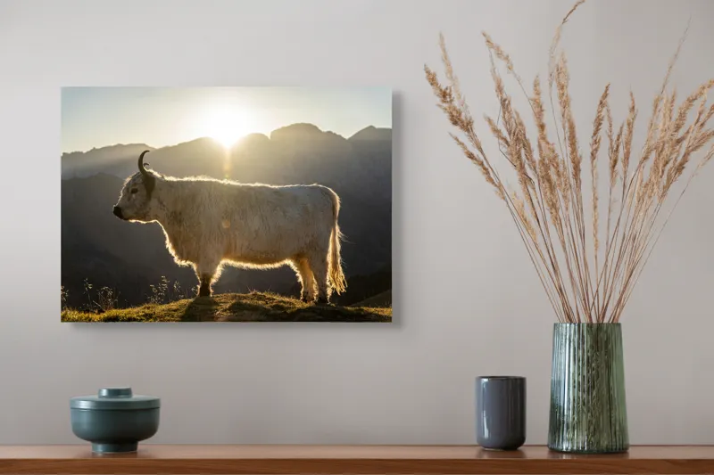 Tablou Canvas, "Yak în lumina dimineții de munte", Yak, Siluetă, Munți, Apus, Lumină, Natură, Blană, Peisaj, Tranquilitate, 54 x 39 cm – poza 4
