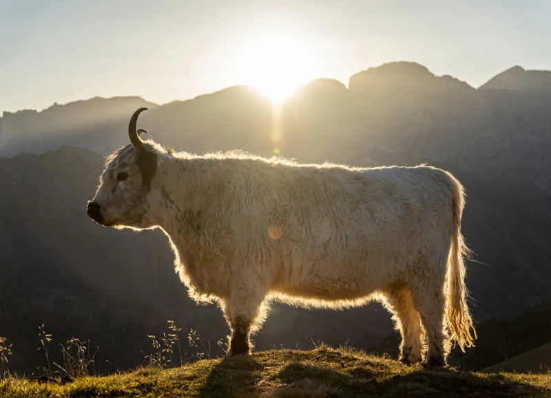 Tablou Canvas, "Yak în lumina dimineții de munte", Yak, Siluetă, Munți, Apus, Lumină, Natură, Blană, Peisaj, Tranquilitate, 54 x 39 cm – poza 2