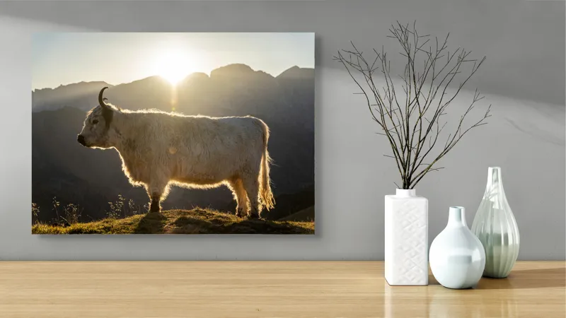 Tablou Canvas, "Yak în lumina dimineții de munte", Yak, Siluetă, Munți, Apus, Lumină, Natură, Blană, Peisaj, Tranquilitate, 70 x 50 cm – poza 3