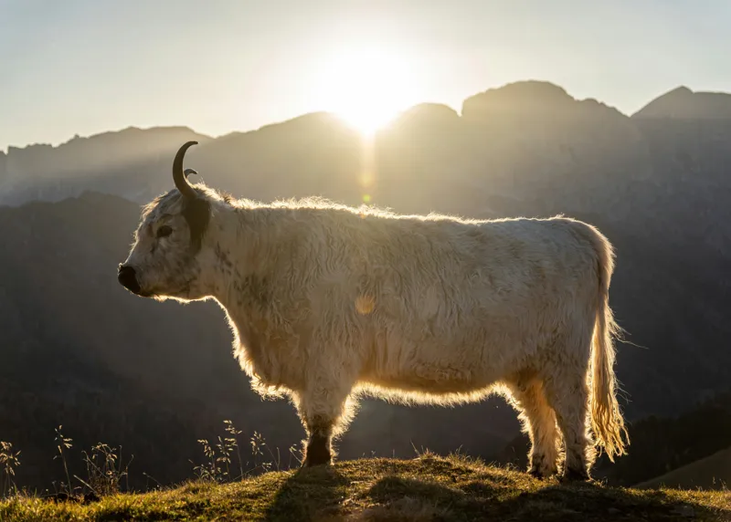 Tablou Canvas, "Yak în lumina dimineții de munte", Yak, Siluetă, Munți, Apus, Lumină, Natură, Blană, Peisaj, Tranquilitate, 70 x 50 cm – poza 2